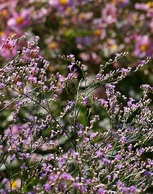 Limonium tataricum ``