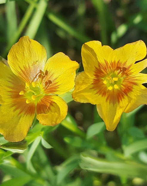 Linum flavum ``