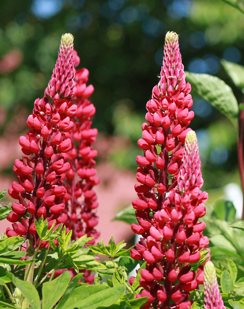 Lupinus polyphyllus `Edelknabe`