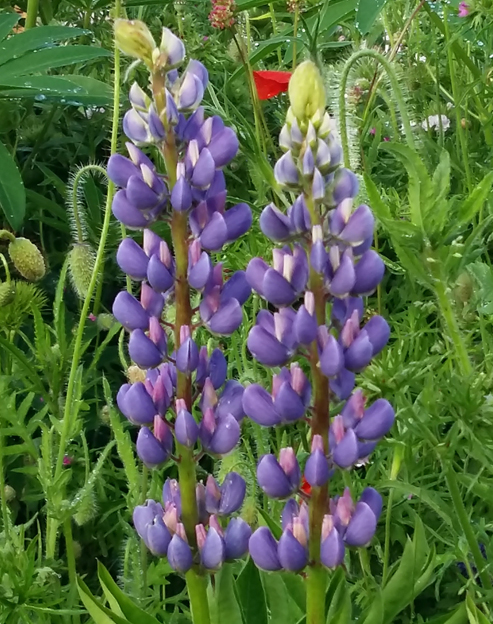 Lupinus polyphyllus `Kastellan`