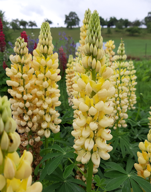 Lupinus polyphyllus `Kronleuchter`