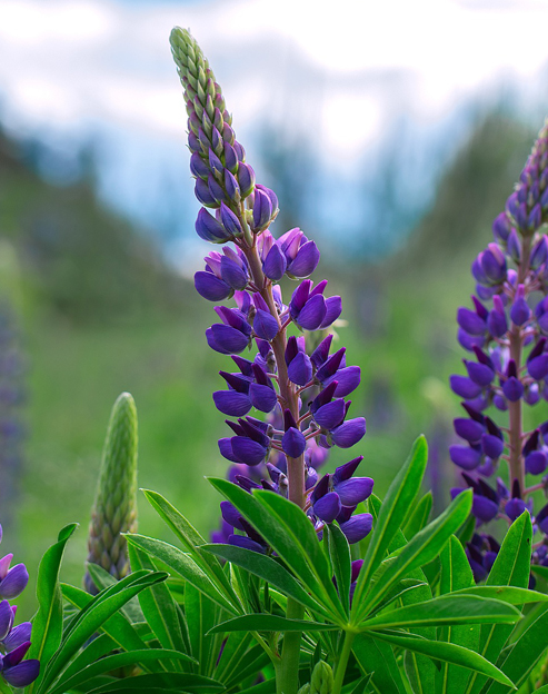 Lupinus polyphyllus `blau`