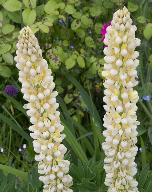 Lupinus polyphyllus `creme`