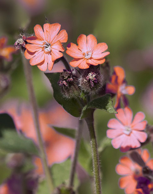 Lychnis alpina `rot`