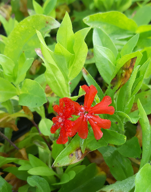 Lychnis chalcedonica ``
