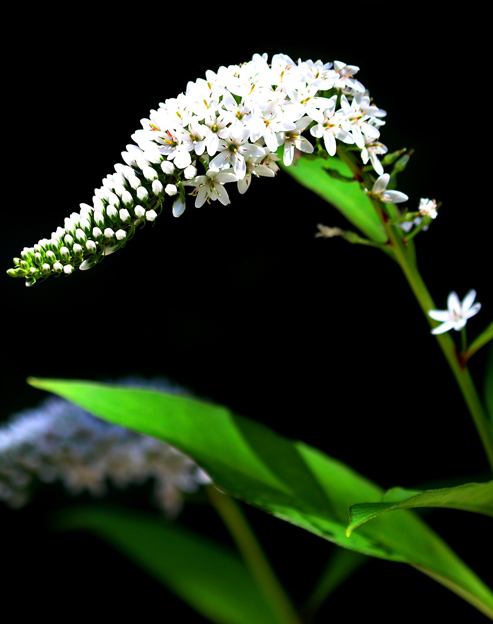 Lysimachia clethroides ``