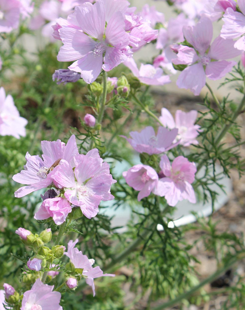 Malva moschata ``