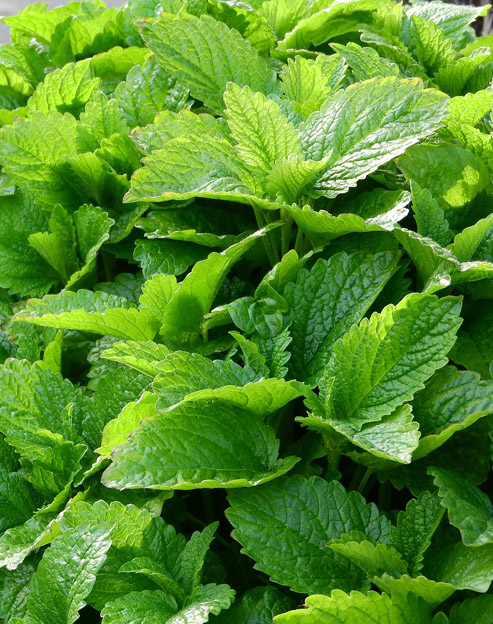 Melissa officinalis ``