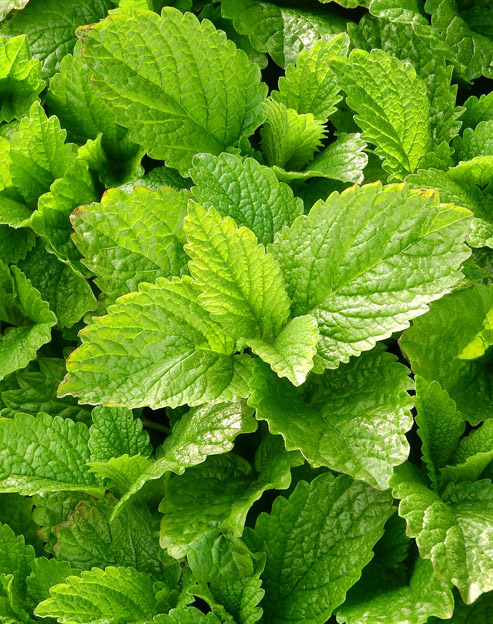 Melissa officinalis `Limonii`