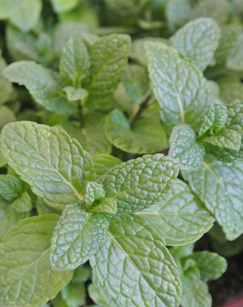 Mentha piperita ``