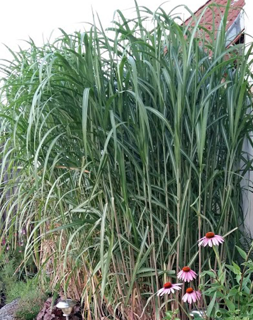 Miscanthus sinensis ``