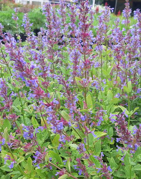Nepeta faassenii `Superba`