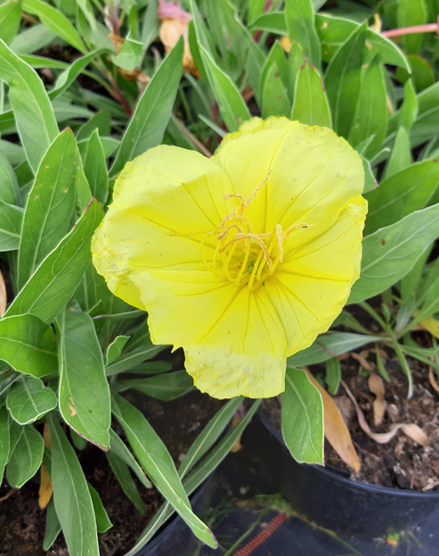 Oenothera macrocarpa `missouriensis`