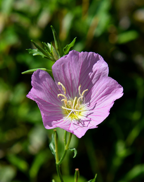 Oenothera speciosa ``