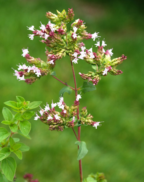 Origanum vulgare ``