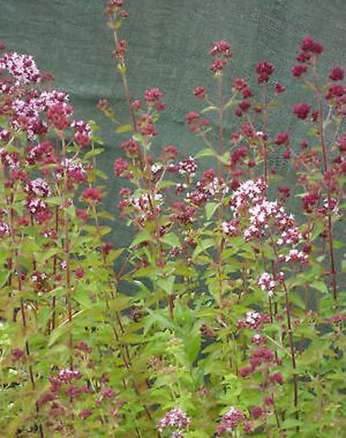 Origanum vulgare `Thumbles`