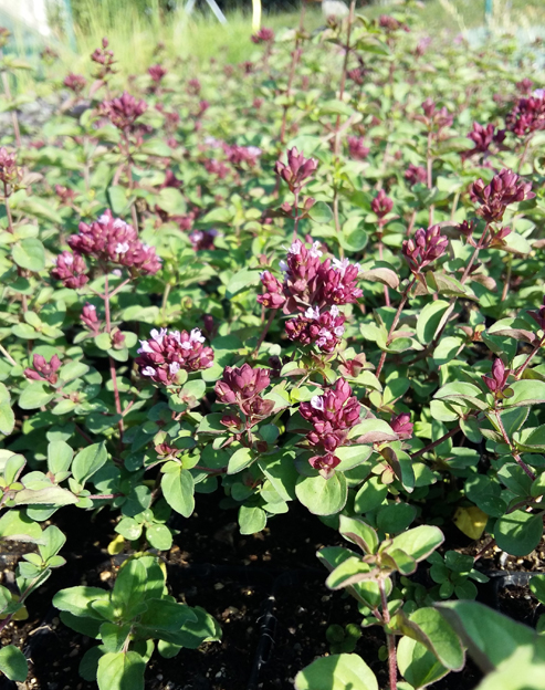 Origanum vulgare `hirtum`