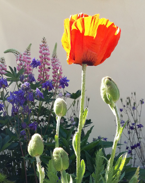 Papaver orientale `Brillant`
