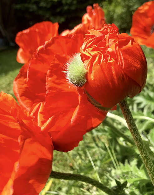 Papaver orientale `Pizzicato`