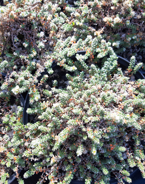 Paronychia kapela `serpyllifolia`