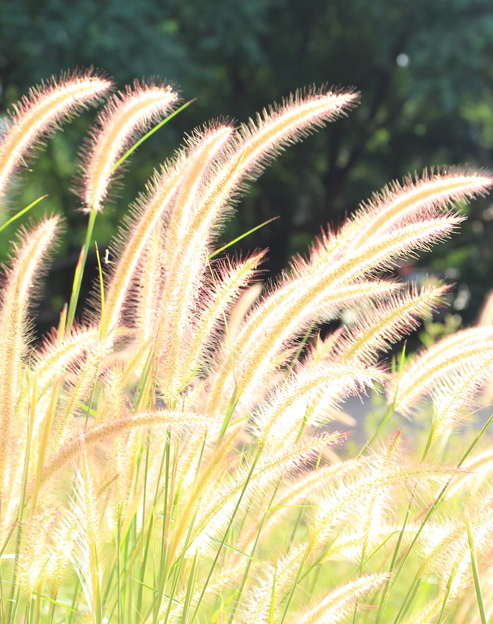 Pennisetum alopecuroides ``