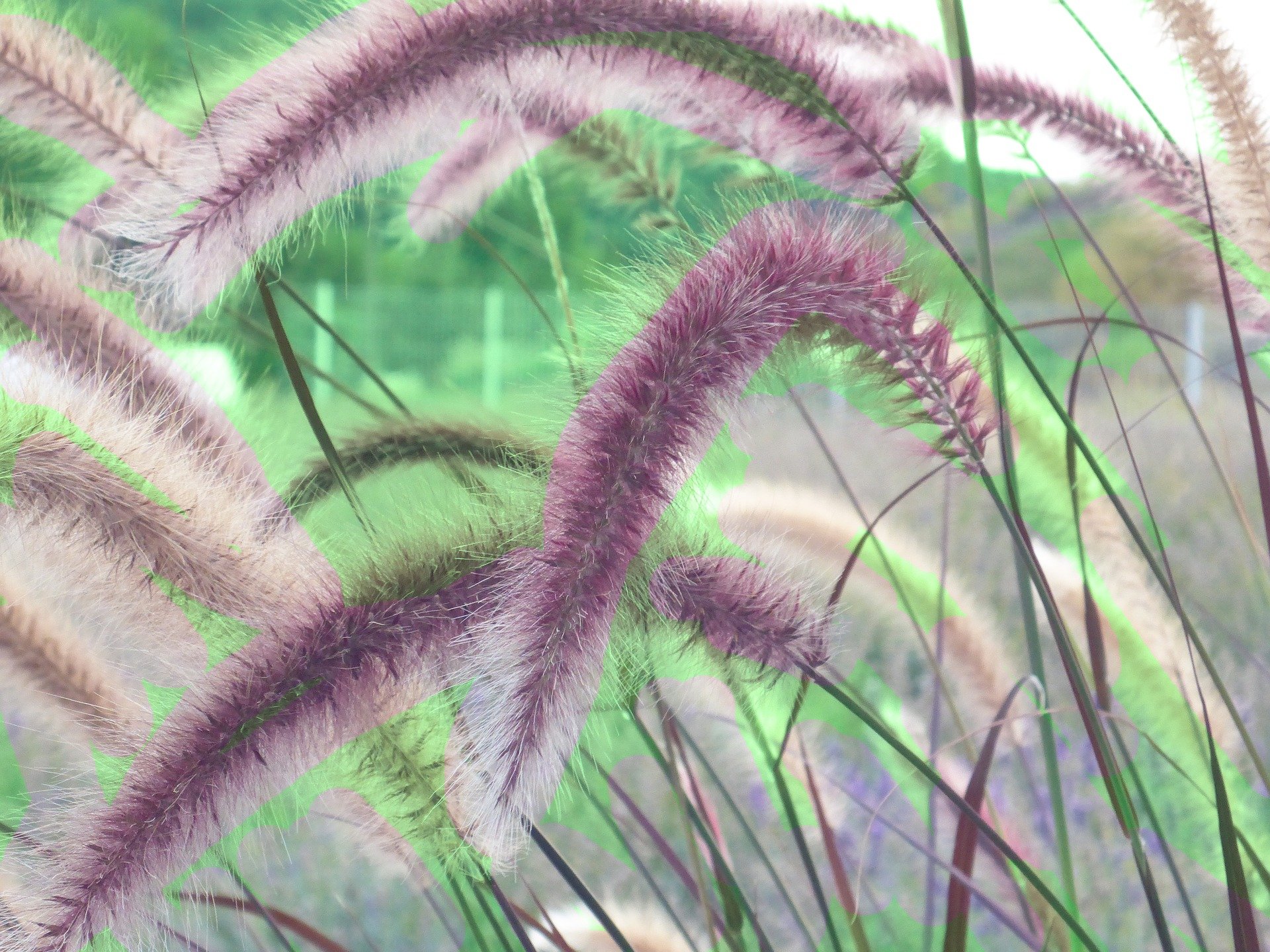 Pennisetum alopecuroides `viridescens`