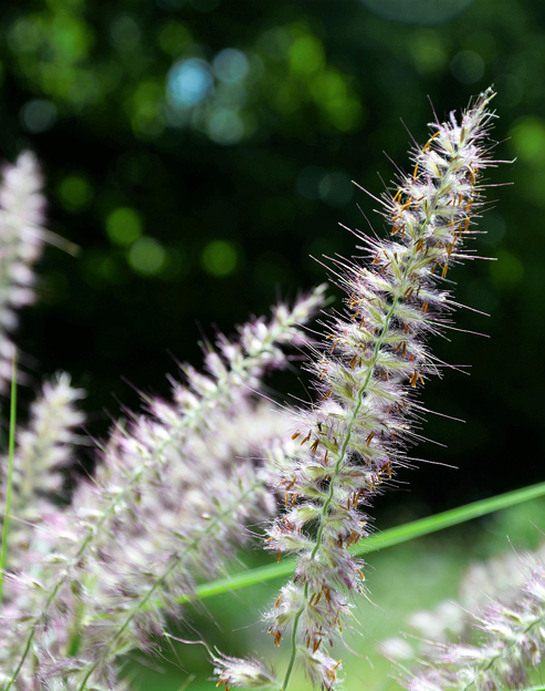 Pennisetum orientale ``