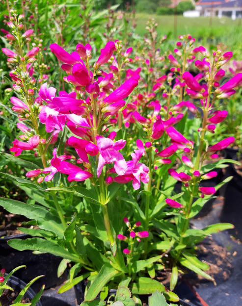 Penstemon barbatus `Rondo`