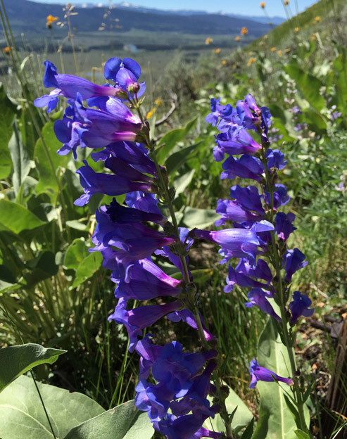 Penstemon strictus ``