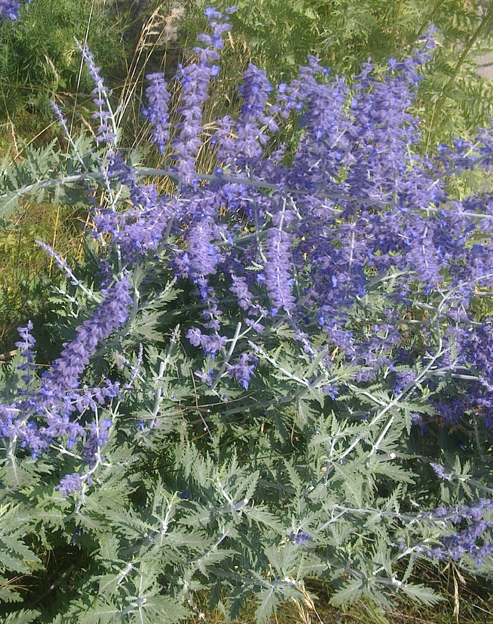 Perovskia atriplicifolia ``