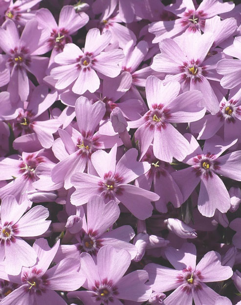 Phlox douglasii `Lachsjuwel`