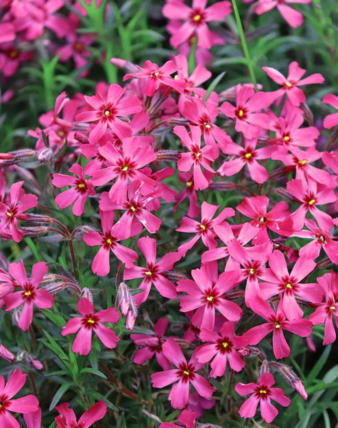 Phlox douglasii `Ochsenblut`