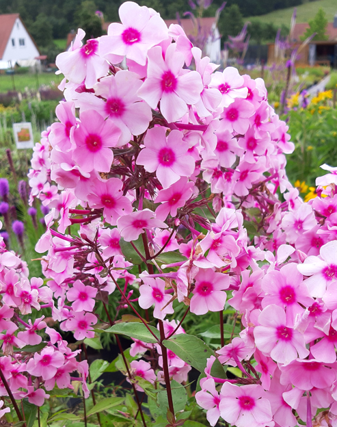 Phlox paniculata `Landhochzeit`