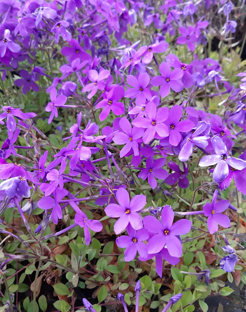 Phlox stolonifera `Purpurea`