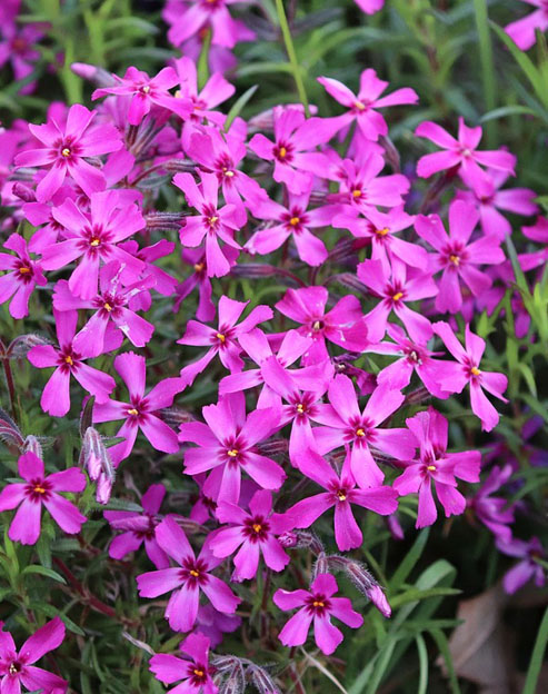 Phlox subulata `Atropurpurea`