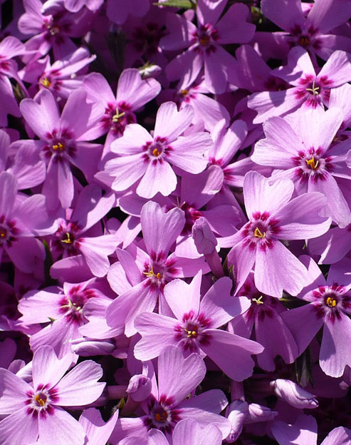 Phlox subulata `Leuchtstern`