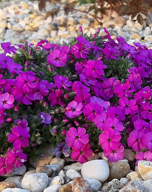Phlox subulata `McDaniel`