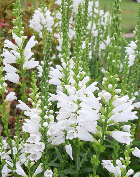 Physostegia virginiana `Schneekrone`