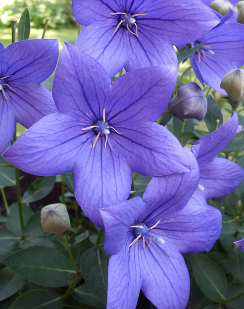 Platycodon grandiflorus ``