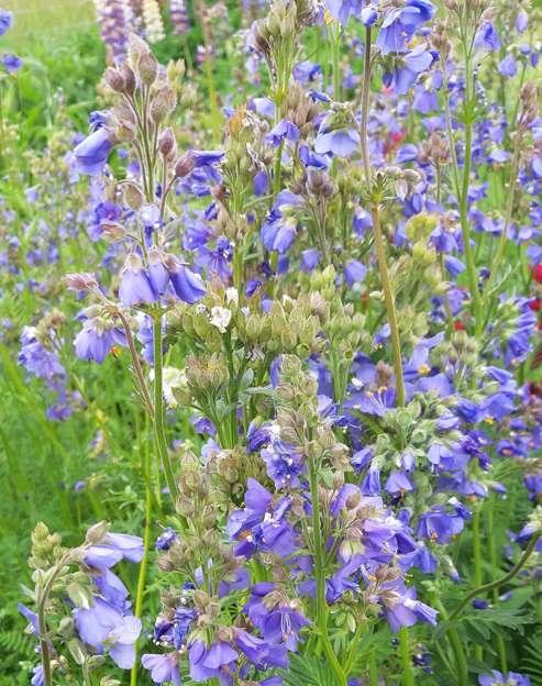 Polemonium caeruleum ``