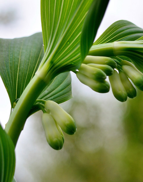Polygonatum humile ``