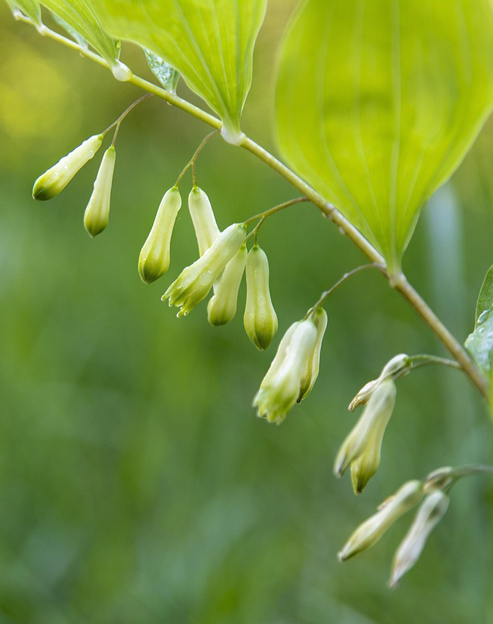 Polygonatum officinale ``