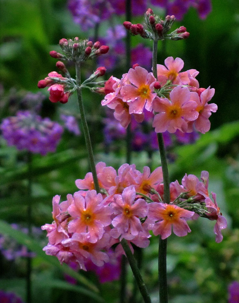 Primula bullesiana ``