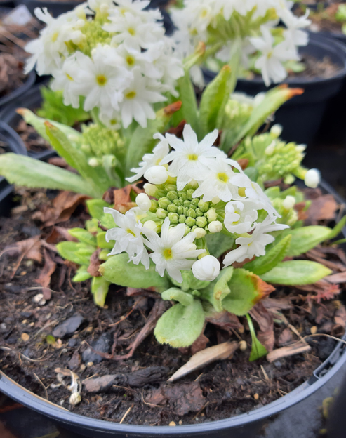 Primula denticulata `Alba`