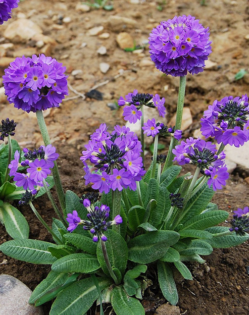 Primula denticulata `Lilac`