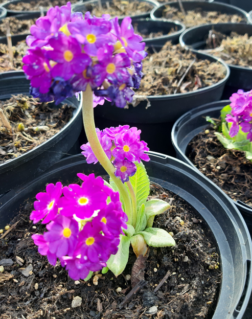 Primula denticulata `Rubin`