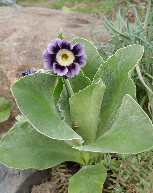 Primula pubescens ``