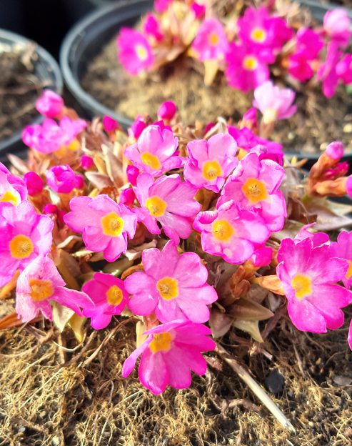 Primula rosea `Gigas`
