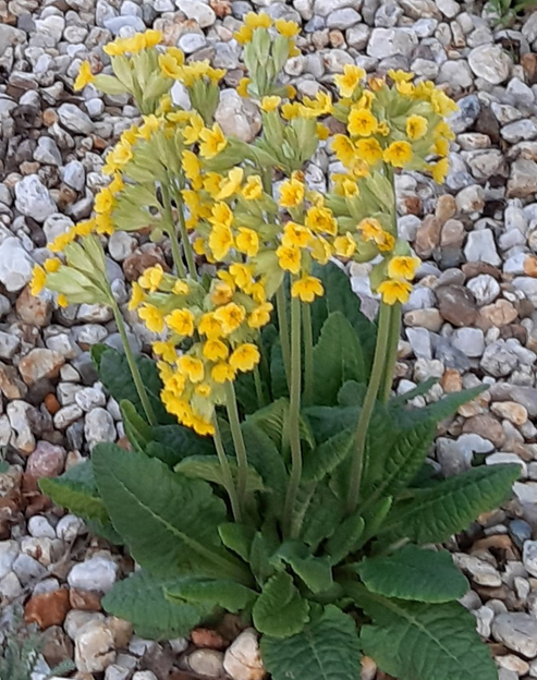 Primula veris `Cabrillo`