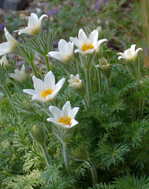 Pulsatilla vulgaris `Alba`